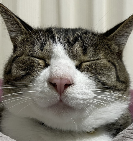 ネコ写真