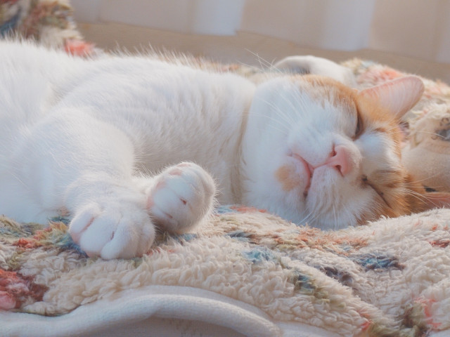 最高の眠り