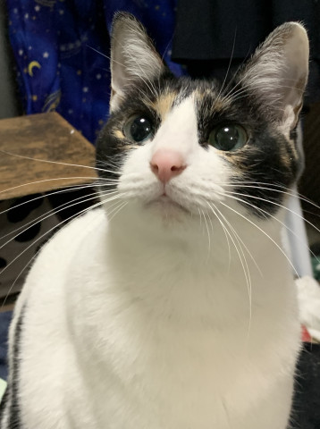 うちの美猫