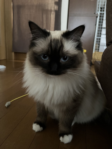 ネコ写真