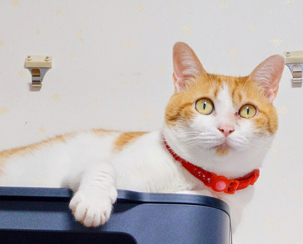 ネコ写真