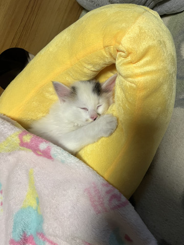 ネコ写真