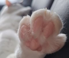 猫写真