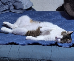 猫写真