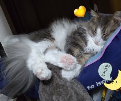 猫写真