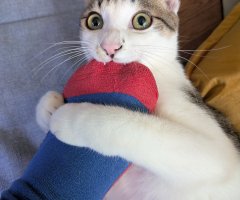 猫写真