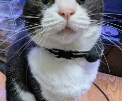 猫写真