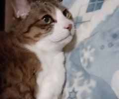 猫写真