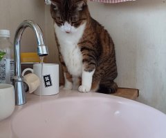 猫写真