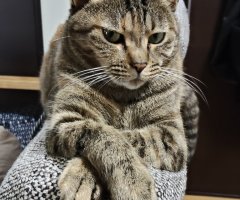 猫写真