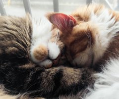 猫写真