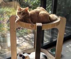 猫写真