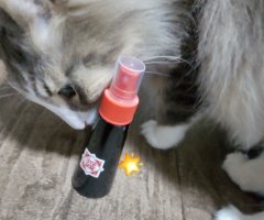 猫写真
