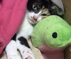 猫写真
