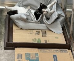猫写真