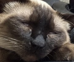 猫写真
