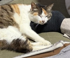 猫写真