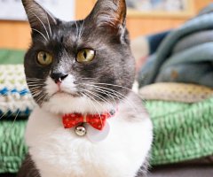 猫写真