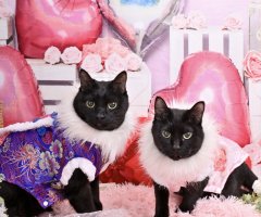 猫写真