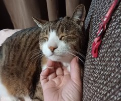 猫写真
