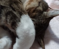 猫写真