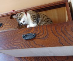 猫写真