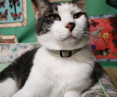 猫写真