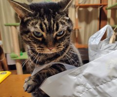 猫写真