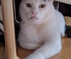 猫写真
