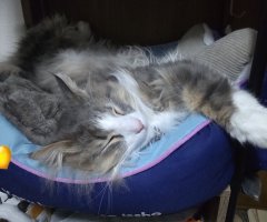 猫写真