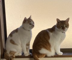 猫写真