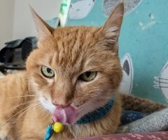 猫写真