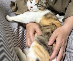 猫写真