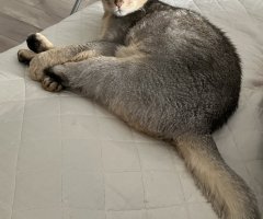 猫写真