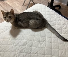猫写真