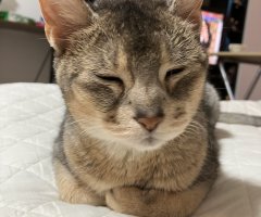 猫写真