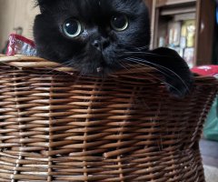猫写真