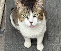 猫写真