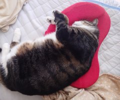 猫写真
