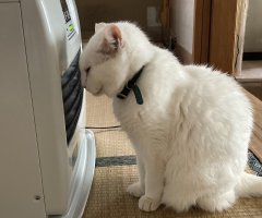猫写真