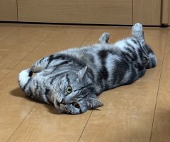 猫写真