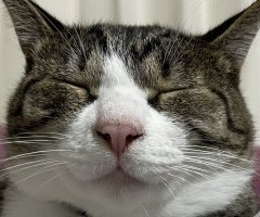 猫写真