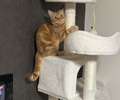 猫写真