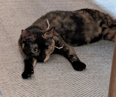 猫写真
