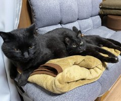 猫写真