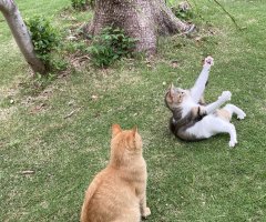 猫写真