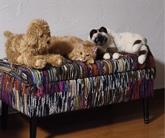 猫写真