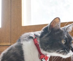 猫写真
