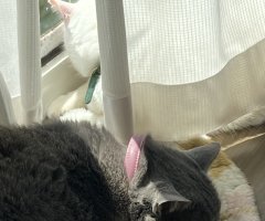 猫写真