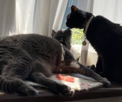 猫写真